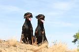 DOBERMANN 143